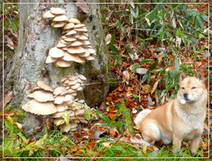 これぞ自然の恵み！